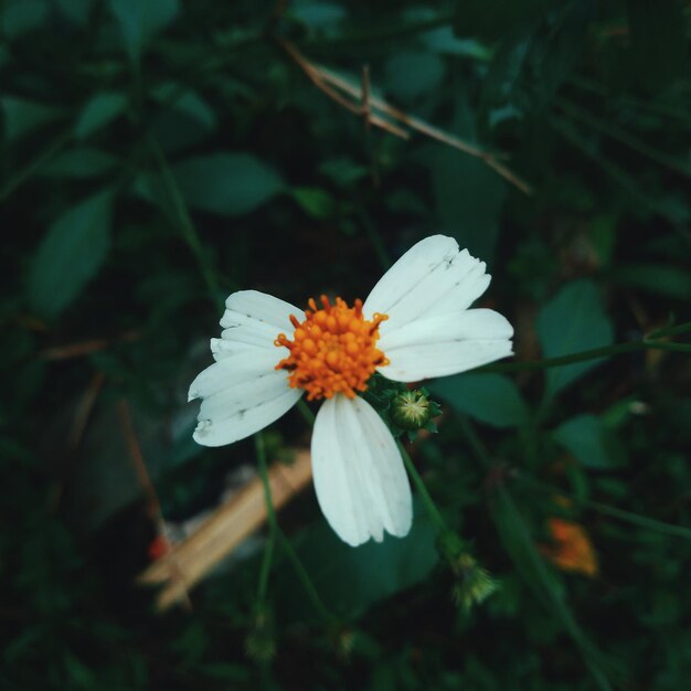 Foto nahaufnahme einer weißen blütenpflanze