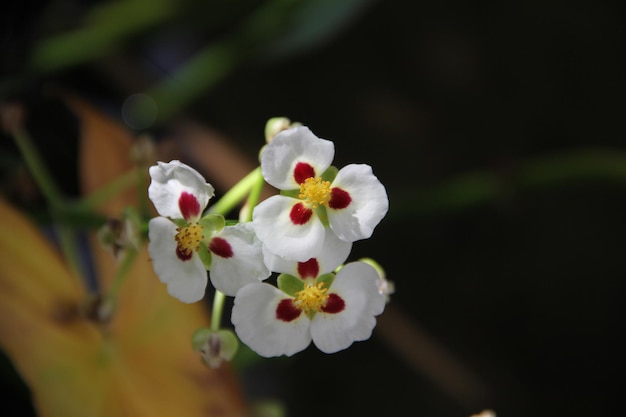 Nahaufnahme einer weißen Blütenpflanze