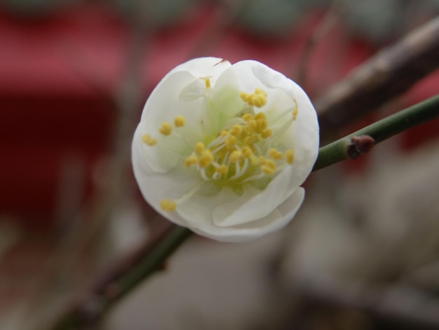 Foto nahaufnahme einer weißen blütenpflanze