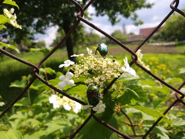 Foto nahaufnahme einer weißen blütenpflanze