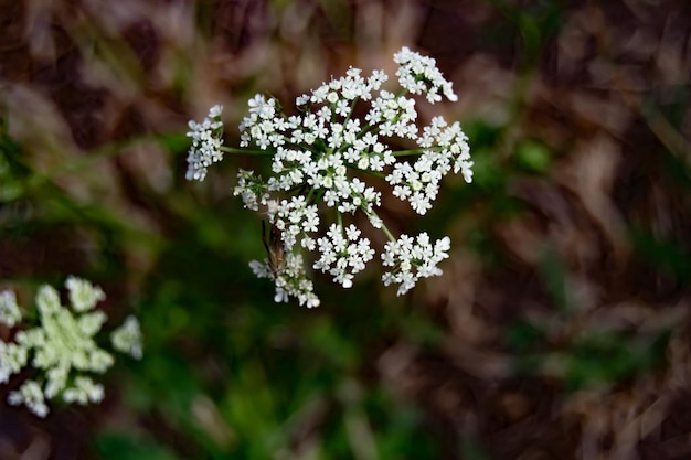 Nahaufnahme einer weißen Blütenpflanze