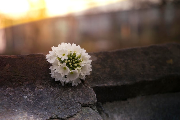 Foto nahaufnahme einer weißen blume auf einem felsen