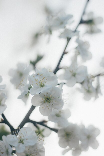 Foto nahaufnahme einer weißen blume auf einem zweig