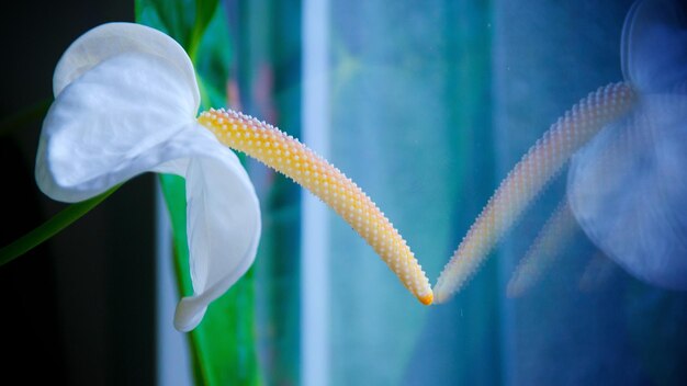 Foto nahaufnahme einer weißen blume, die auf dem fensterglas reflektiert wird