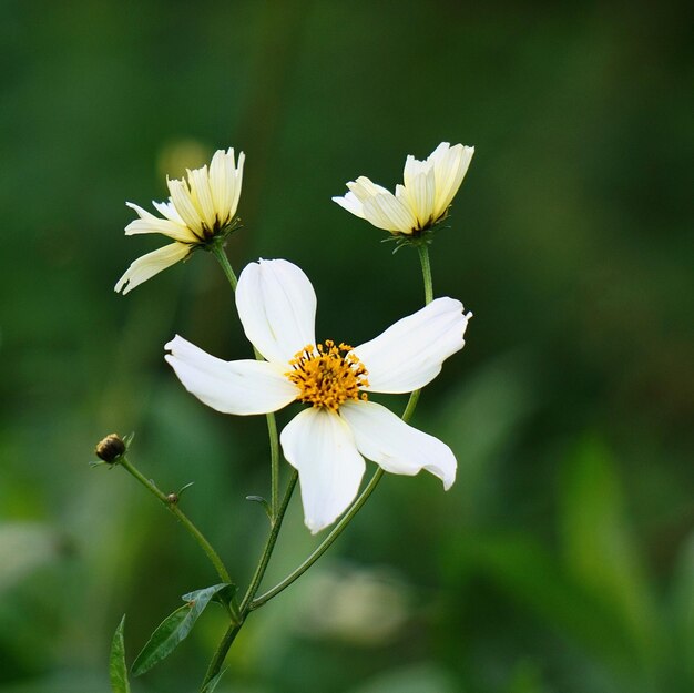 Foto nahaufnahme einer weißen blume, die im freien blüht