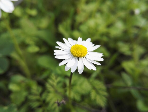 Nahaufnahme einer weißen Blume, die im Freien blüht