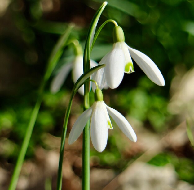 Foto nahaufnahme einer weißen blume, die im freien blüht