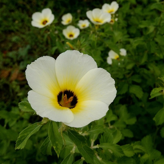 Foto nahaufnahme einer weißen blume, die im freien blüht