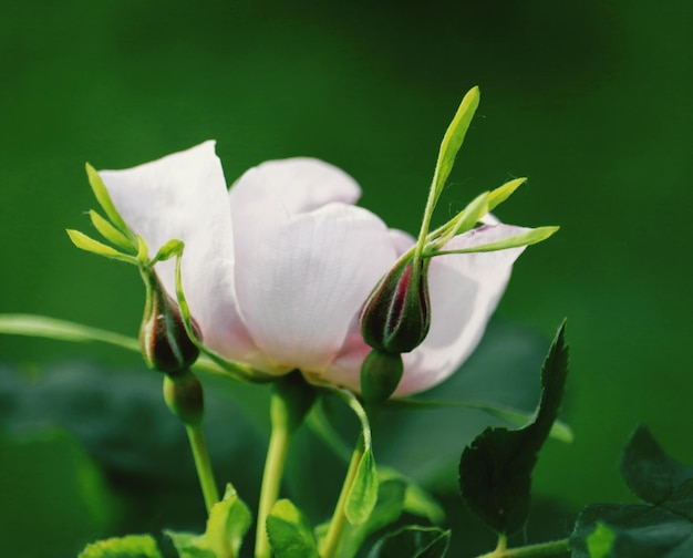 Foto nahaufnahme einer weißen blume, die im freien blüht