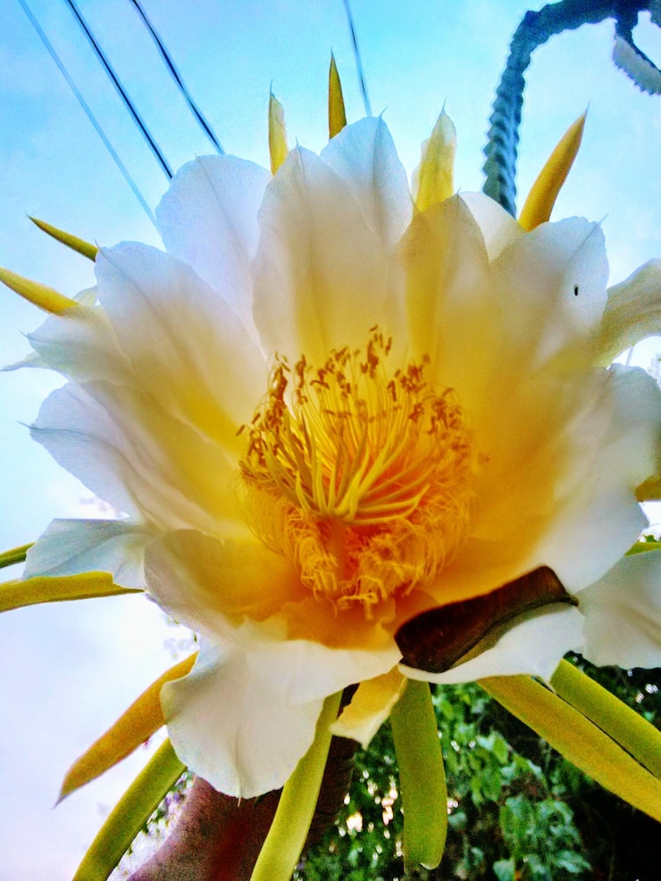 Foto nahaufnahme einer weißen blume gegen den blauen himmel