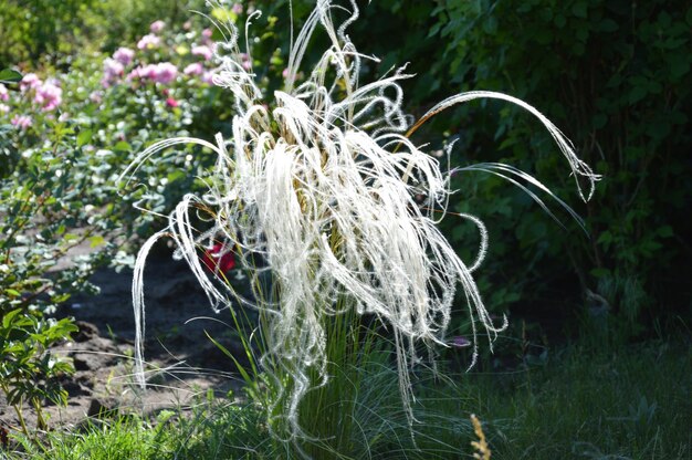 Foto nahaufnahme einer weißen blume vor einem verschwommenen hintergrund