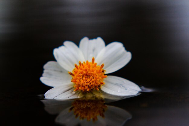 Foto nahaufnahme einer weißen blume vor schwarzem hintergrund