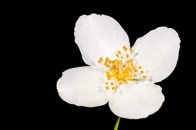 Nahaufnahme einer weißen Blume vor schwarzem Hintergrund