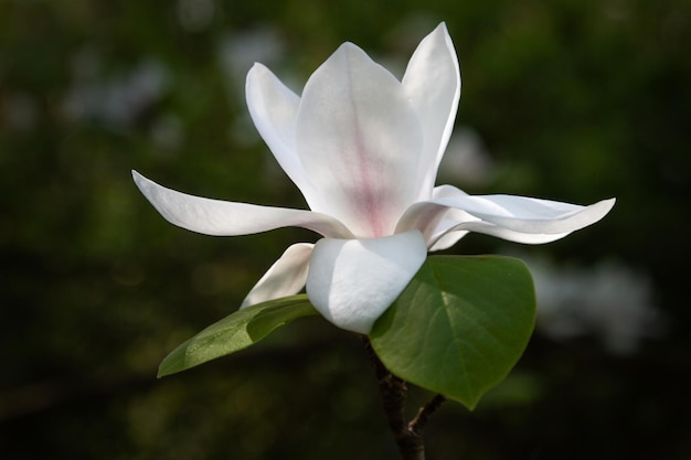Nahaufnahme einer weißen Blume