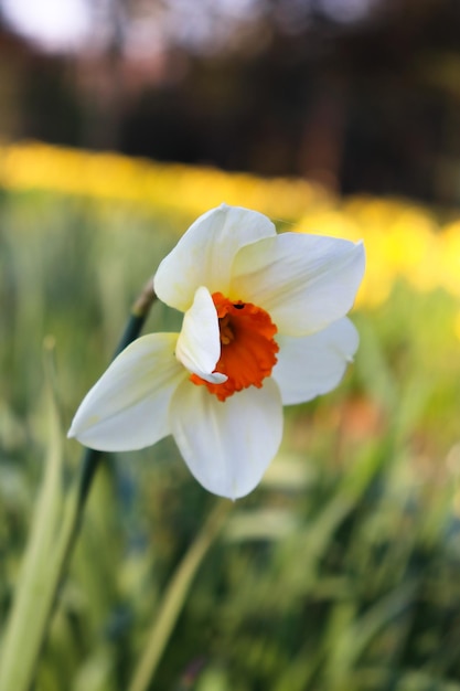 Foto nahaufnahme einer weißen blume