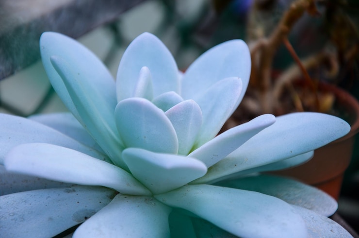 Foto nahaufnahme einer weißen blume