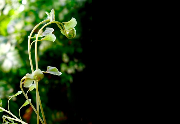 Foto nahaufnahme einer weißen blume