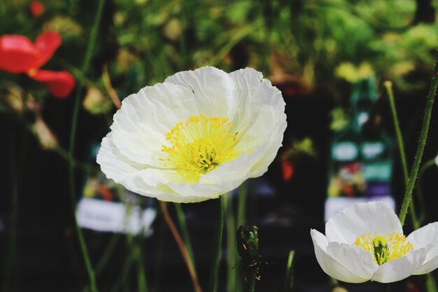 Foto nahaufnahme einer weißen blume