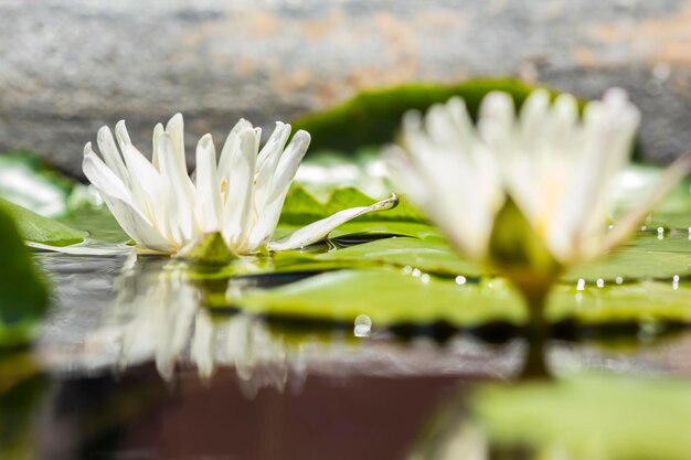 Foto nahaufnahme einer weißen blume