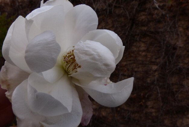 Nahaufnahme einer weißen Blume