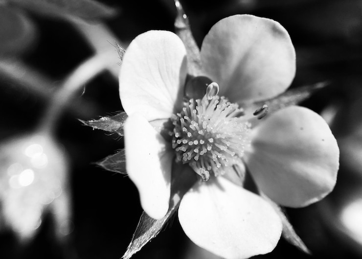 Foto nahaufnahme einer weißen blume