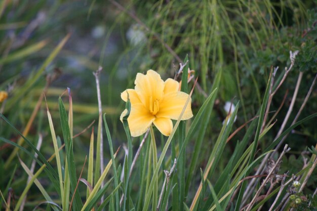 Foto nahaufnahme einer weißen blume