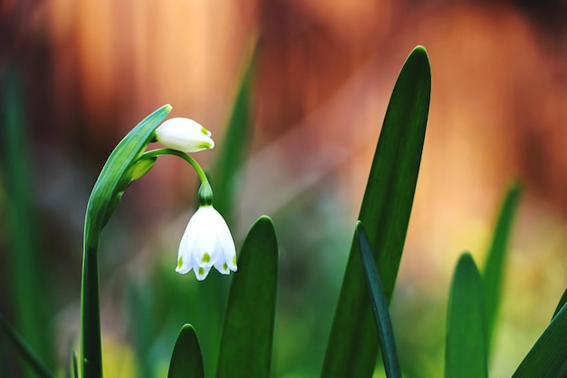 Nahaufnahme einer weißen Blume