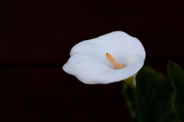 Nahaufnahme einer weißen Calla-Lilie auf schwarzem Hintergrund Das Konzept der Tragödie Calla ist eine Blume, die die Reinheit symbolisiert