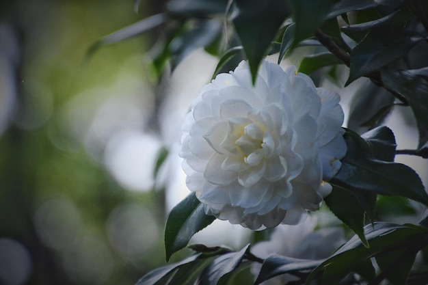Nahaufnahme einer weißen Dahlia, die im Park blüht