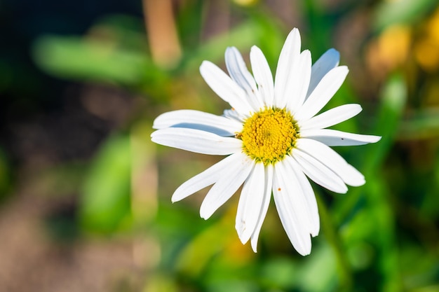 Nahaufnahme einer weißen Gänseblümchen