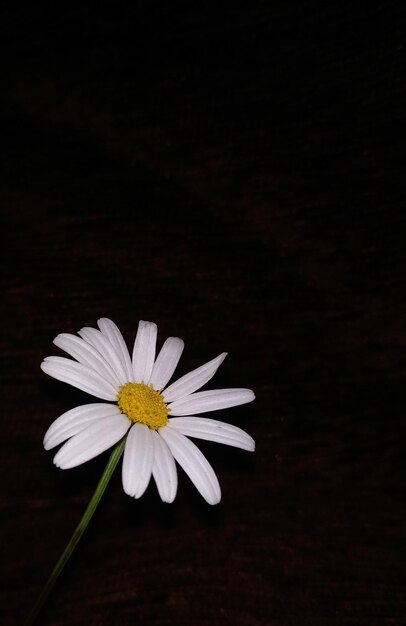 Foto nahaufnahme einer weißen gänseblume vor schwarzem hintergrund