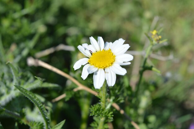 Foto nahaufnahme einer weißen gänseblume