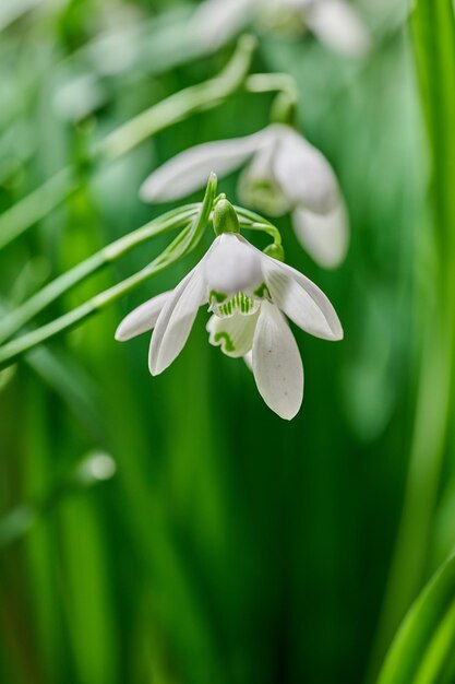 Nahaufnahme einer weißen gewöhnlichen Schneeglöckchenblume, die vor einem grünen Copyspace-Hintergrund in der Natur wächst Galanthus nivalis blüht, blüht und blüht im Frühjahr auf einer Wiese oder im heimischen Hinterhofgarten