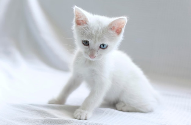 Nahaufnahme einer weißen Katze auf dem Bett