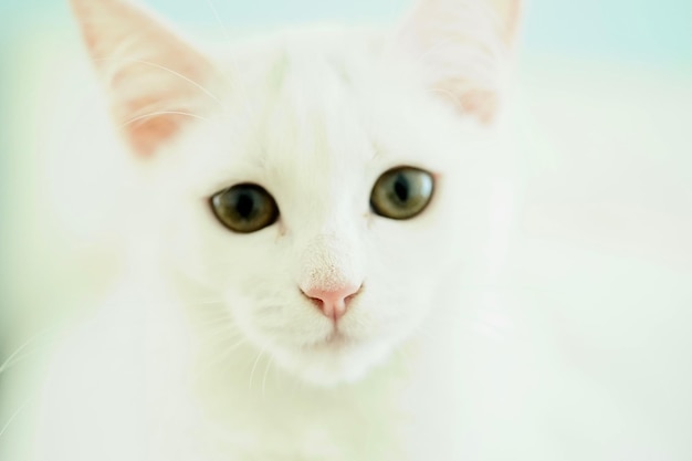 Nahaufnahme einer weißen Katze