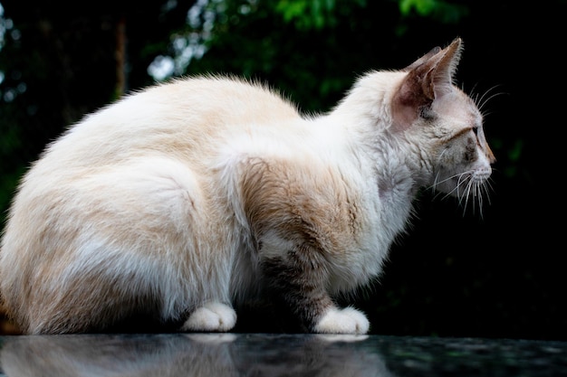 Nahaufnahme einer weißen kurzhaarigen Hauskatze