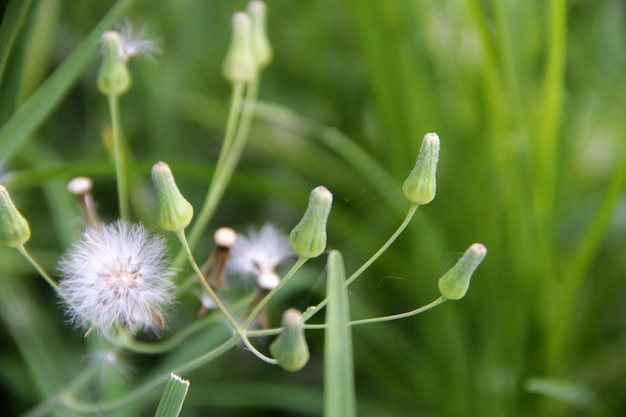 Nahaufnahme einer weißen Löwenzahnblume