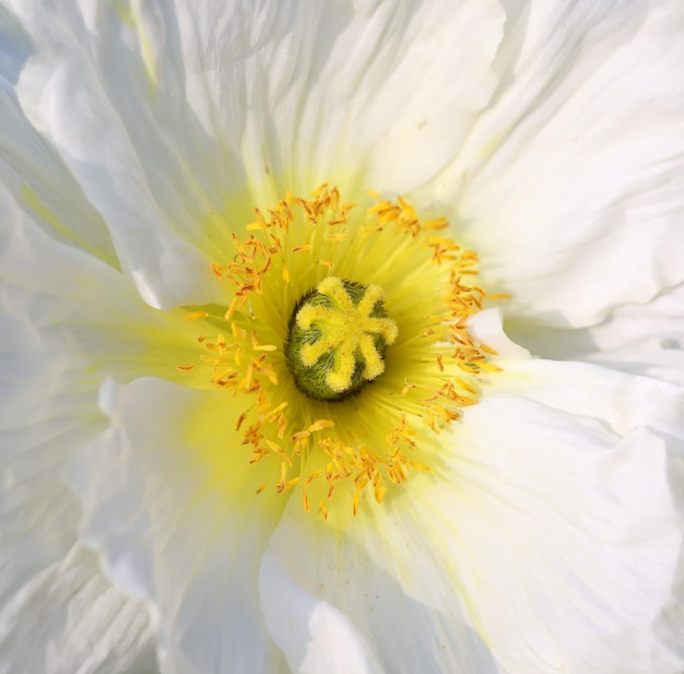 Nahaufnahme einer weißen Mohnblume.