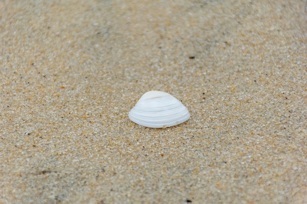 Nahaufnahme einer weißen Muschel auf dem Strandsand.