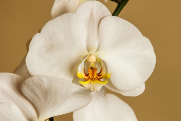 Nahaufnahme einer weißen Orchideeblüte