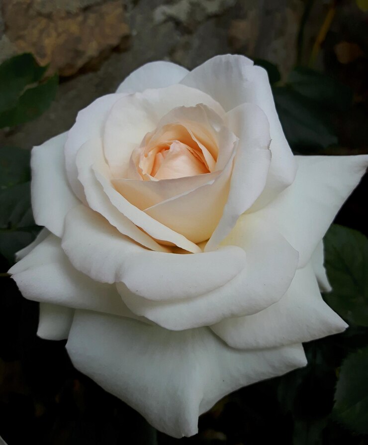 Foto nahaufnahme einer weißen rose, die im freien blüht