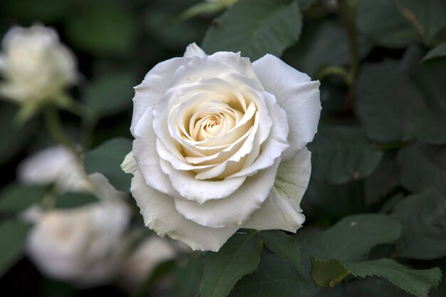 Foto nahaufnahme einer weißen rose, die im park blüht