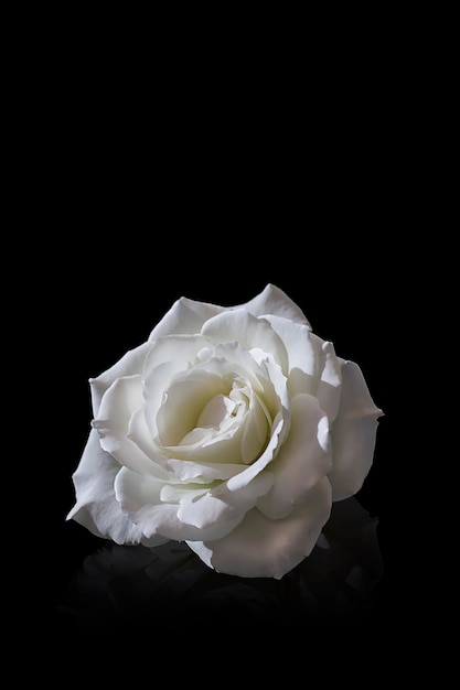 Nahaufnahme einer weißen Rose vor schwarzem Hintergrund