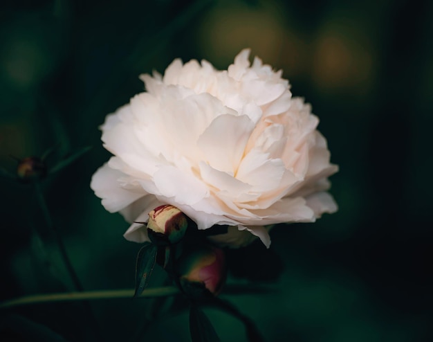 Nahaufnahme einer weißen Rose