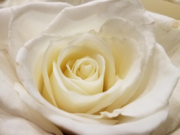 Nahaufnahme einer weißen Rose