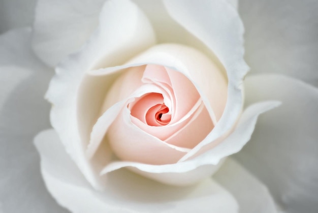 Nahaufnahme einer weißen Rose