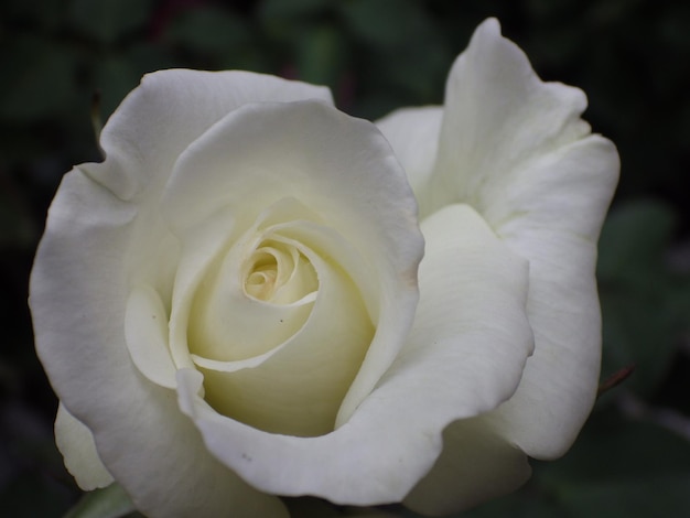 Foto nahaufnahme einer weißen rose