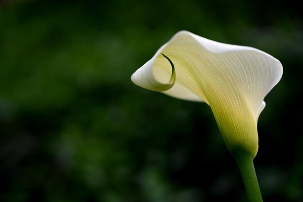 Foto nahaufnahme einer weißen rosenblüte