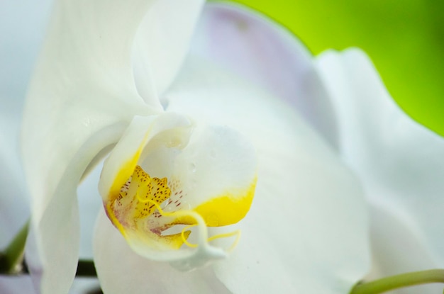 Nahaufnahme einer weißen Rosenblüte