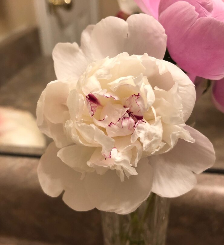 Foto nahaufnahme einer weißen rosenblüte